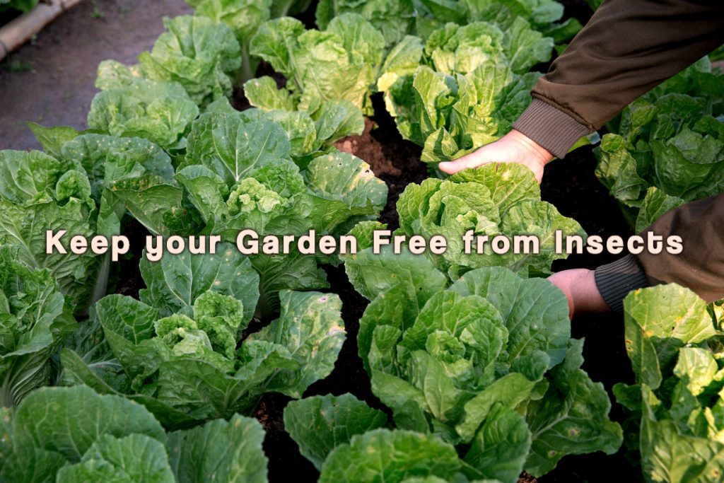 care for insect free garden