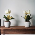 Benefits of Having Flowers in Your Home