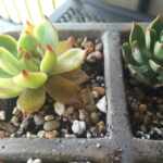 Succulent leaves turning yellow - Some common problems and solutions