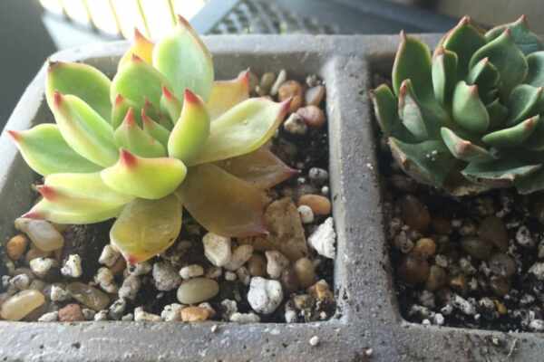 Succulent leaves turning yellow