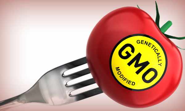 Genetically Modified Organisms Examples