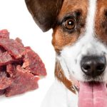 Can Dogs Eat Beef Jerky