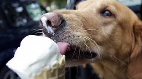Can Dogs Get Brain Freeze