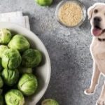 Can-Dogs-Have-Brussel-Sprouts-300×165