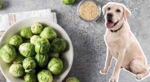 Can Dogs Have Brussel Sprouts