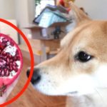 Can Dogs Have Pomegranate