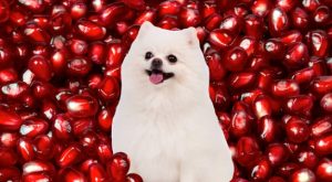 Can Dogs Have Pomegranate