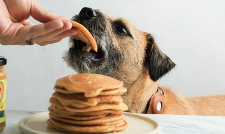 A closer look at Can Dogs Eat Banana Pancakes With Salt