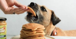 Can Dogs Have Pancakes