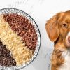 Can Dogs Have Quinoa